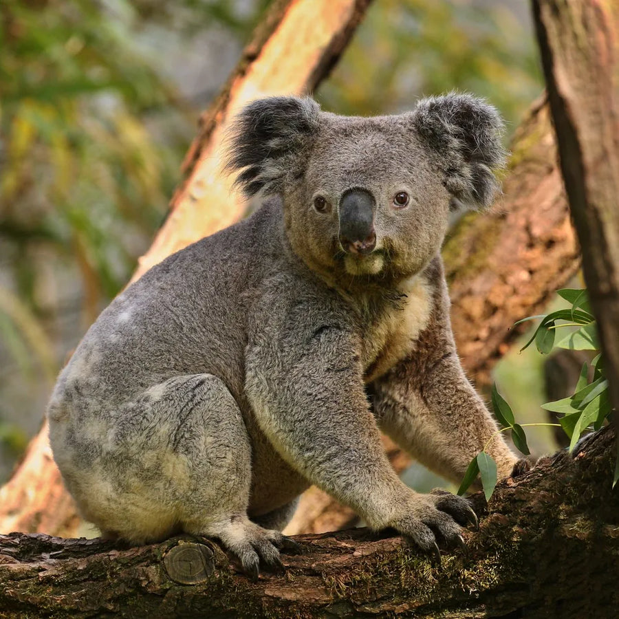 Next Cub Club Adventure - Koala