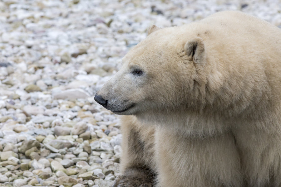 Zoologist Club First Animal Adventure - Polar Bear