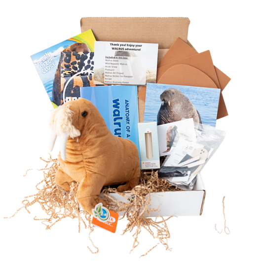 Walrus EDventure