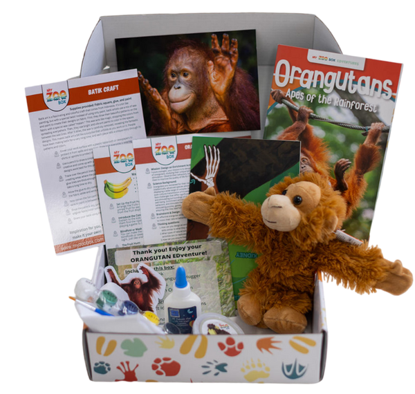 Orangutan EDventure
