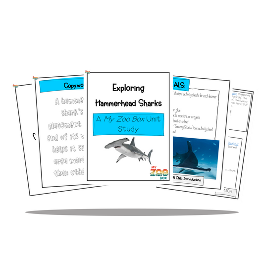 Hammerhead Shark Digital Unit Study