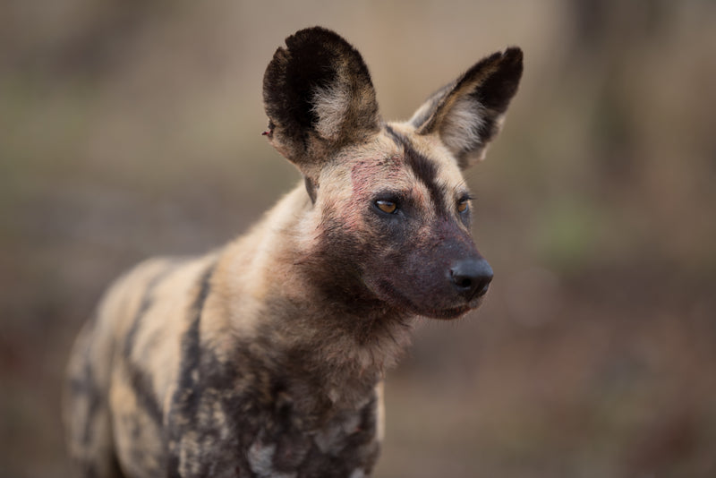 African Wild Dog Adventure
