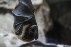 Bat