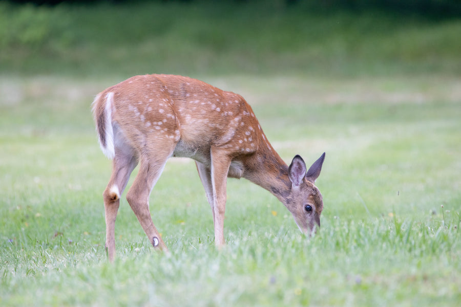 A fawn