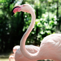 Box 3: Flamingo