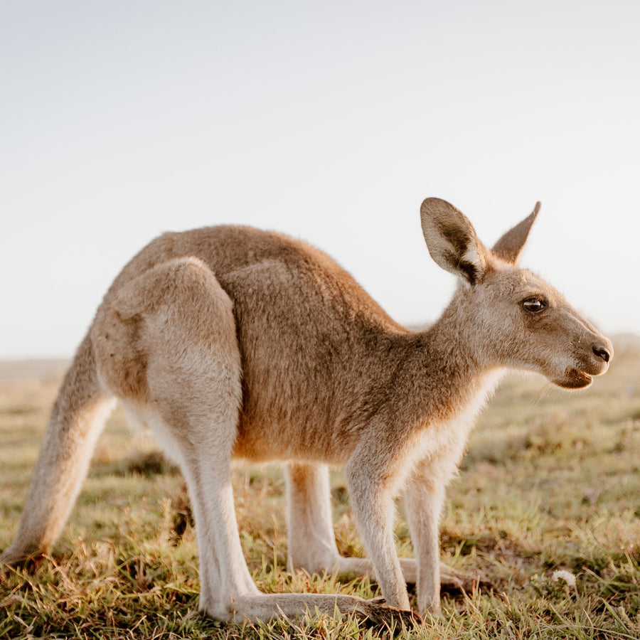 A kangaroo