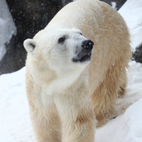 Box 2: Polar Bear