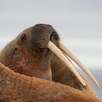 Box 2: Walrus