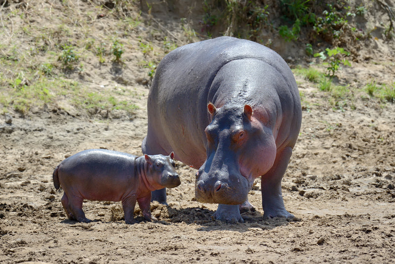 Hippopotamus Adventure