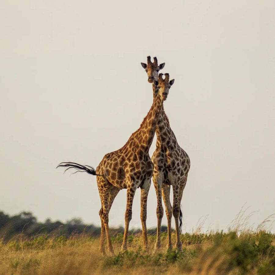 Next Zoologist Club Adventure - Giraffe