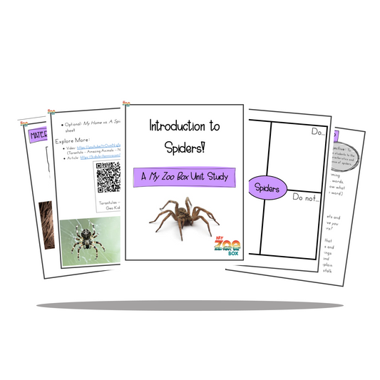 Elementary Spider Digital Unit Study