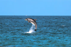 Dolphin