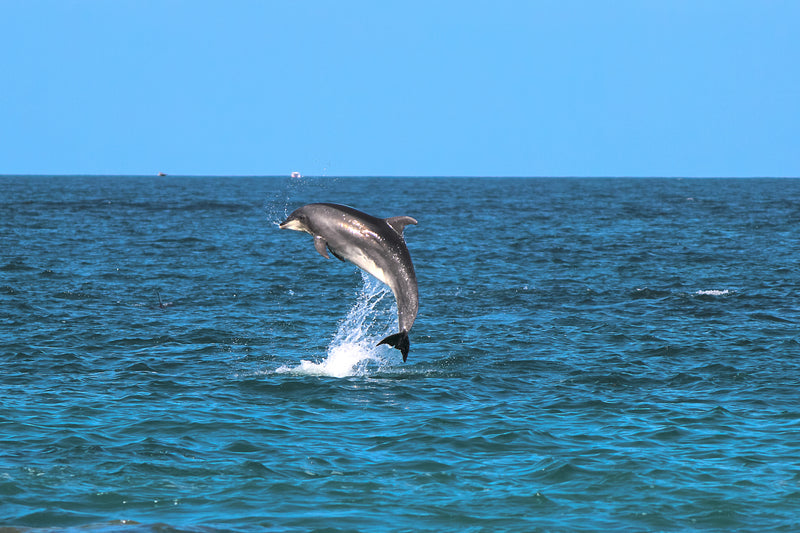 Dolphin Adventure