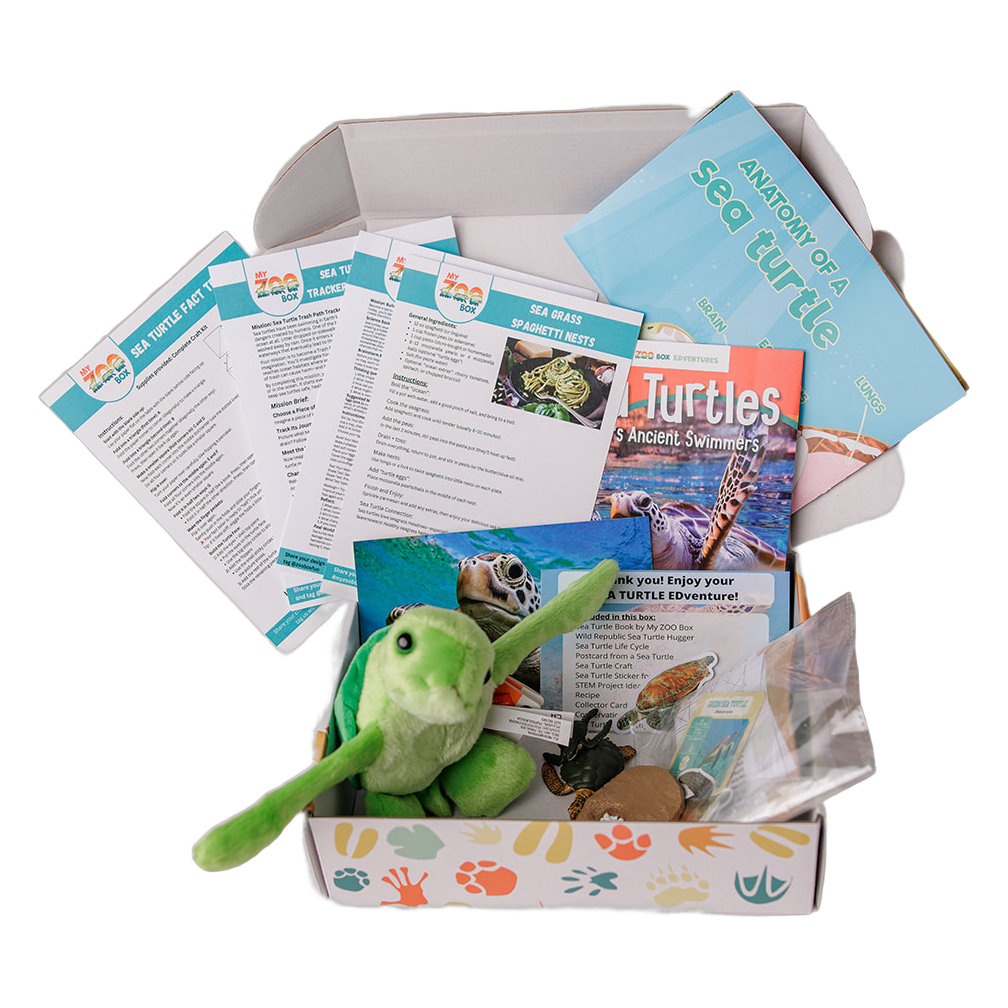 Sea Turtle Adventure box