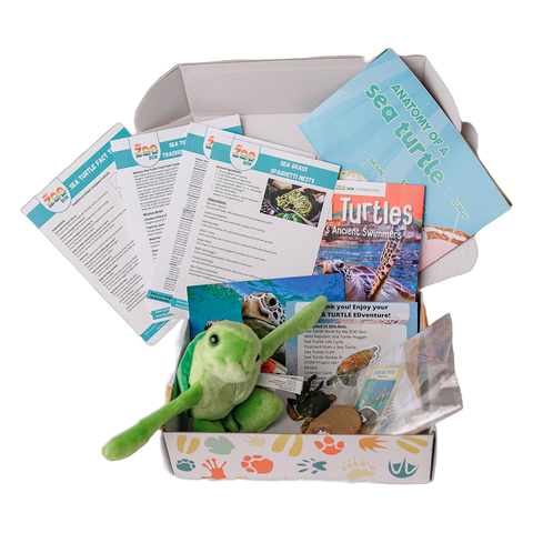 Sea Turtle EDventure