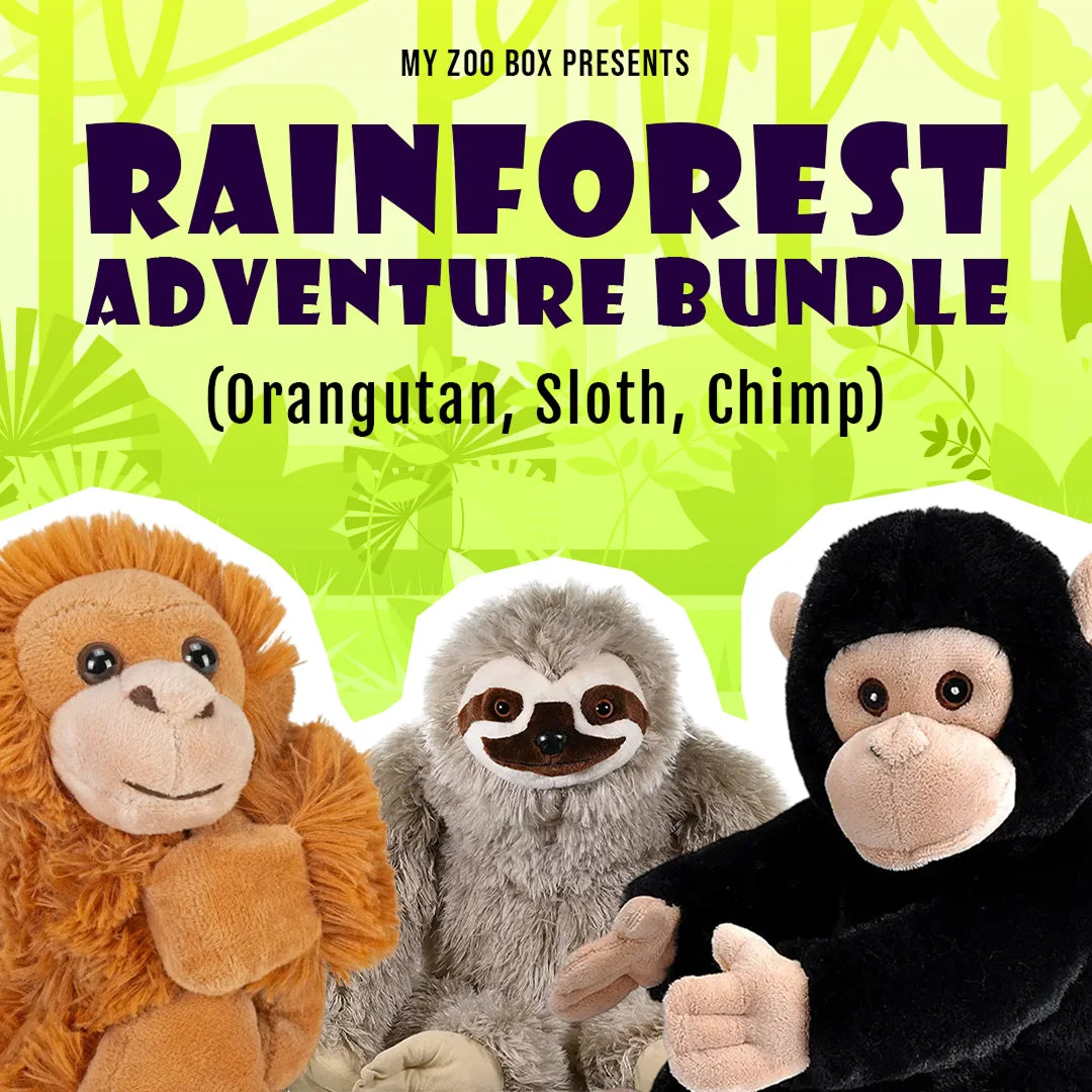 Rainforest Adventure: Orangutan, Sloth and Chimp