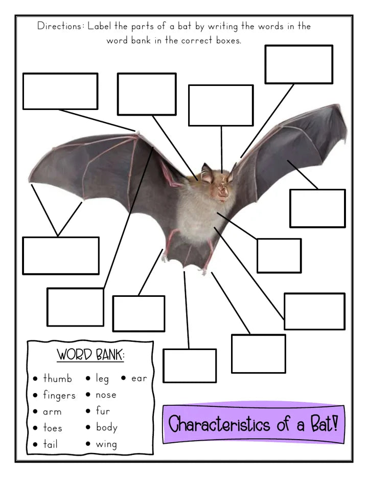 Label the parts of a bat, a page from the Bats study