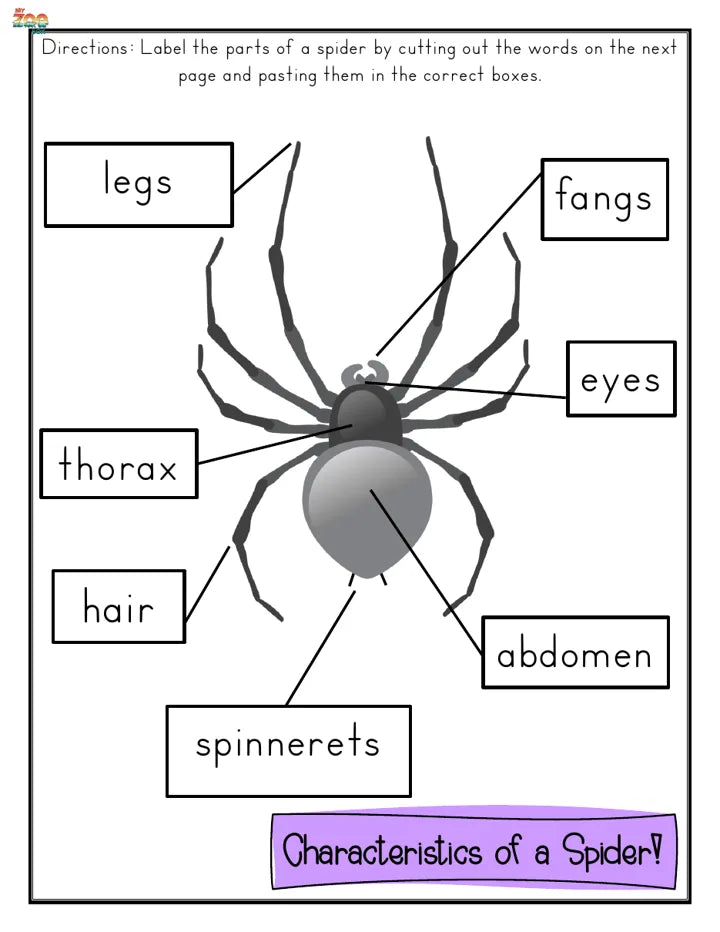 Parts of a spider, a page from the Spiders study